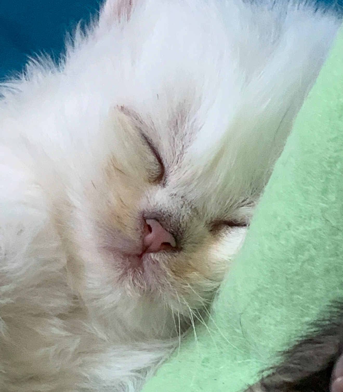 Cucciolo 3