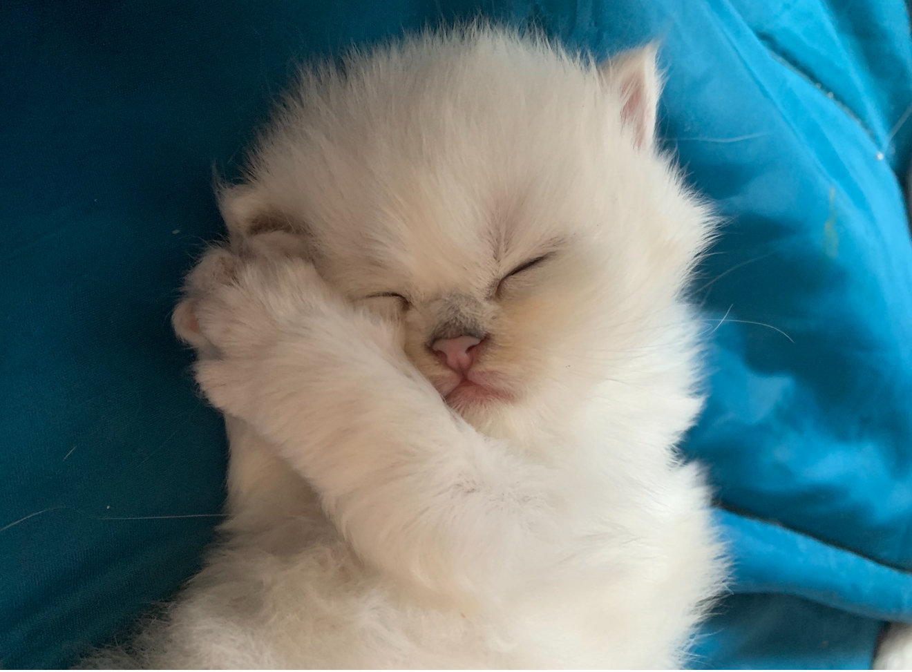 Cucciolo 1