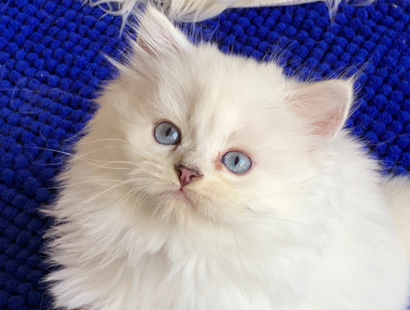 Cucciolo 10