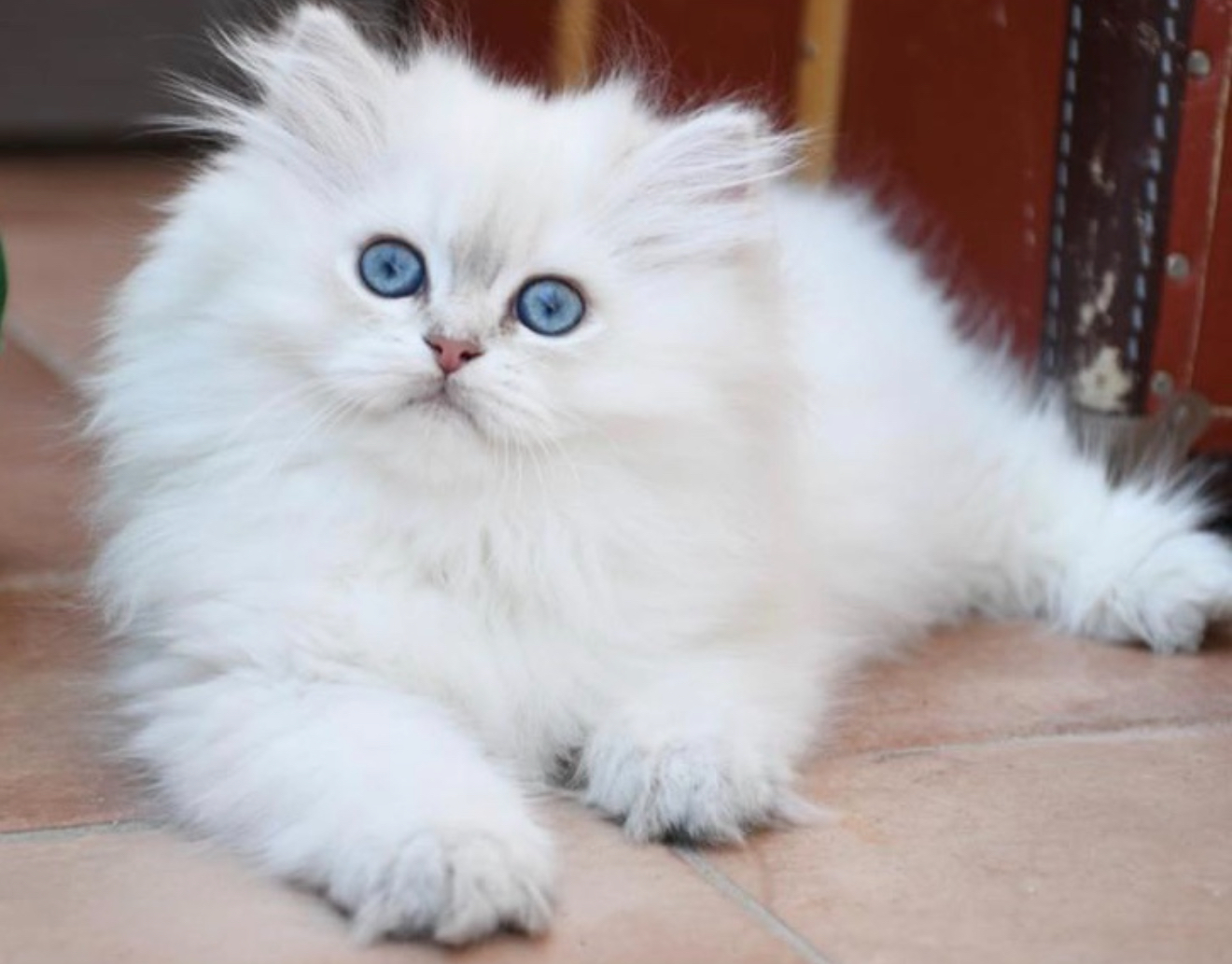 Cucciolo 2