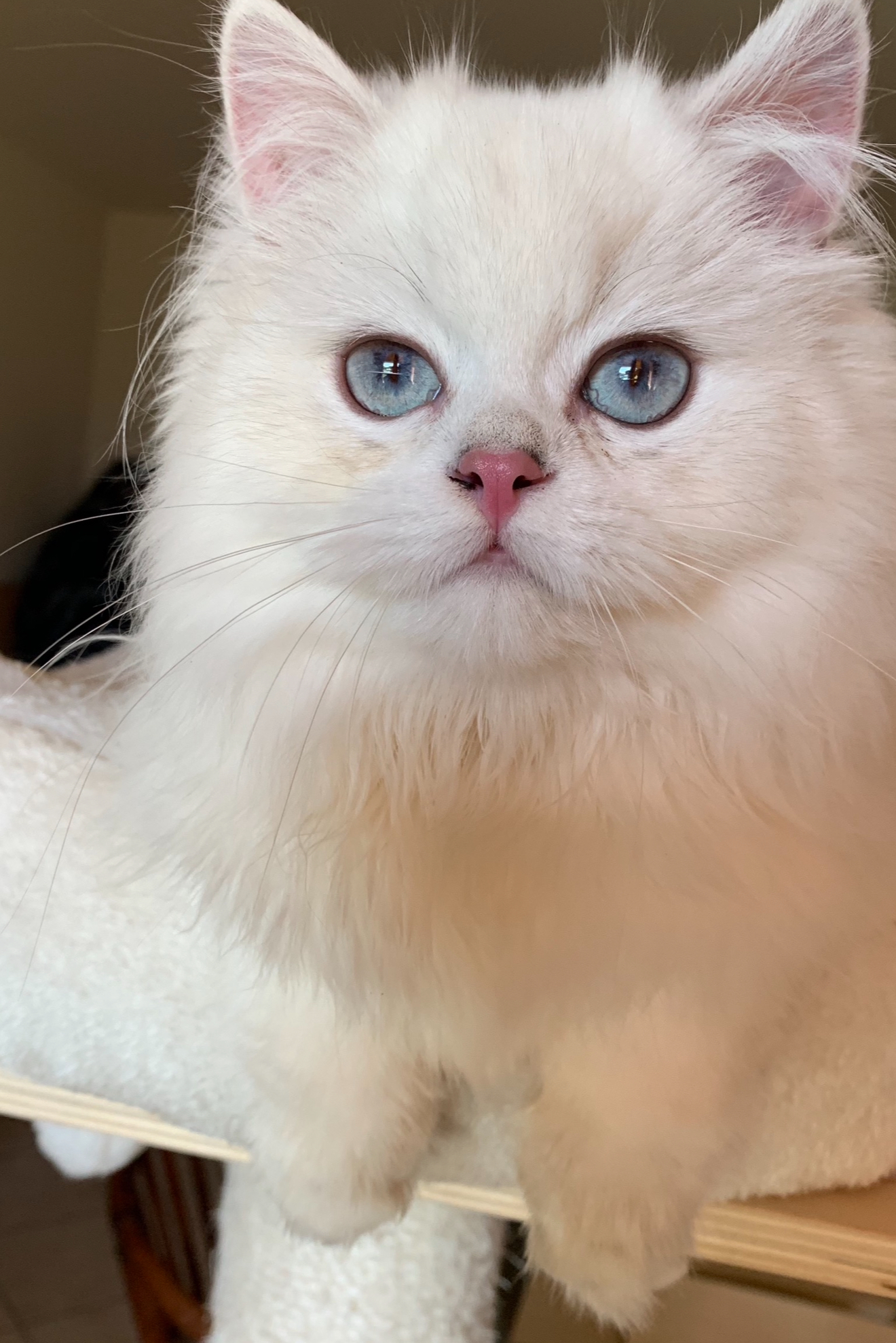 Cucciolo 6