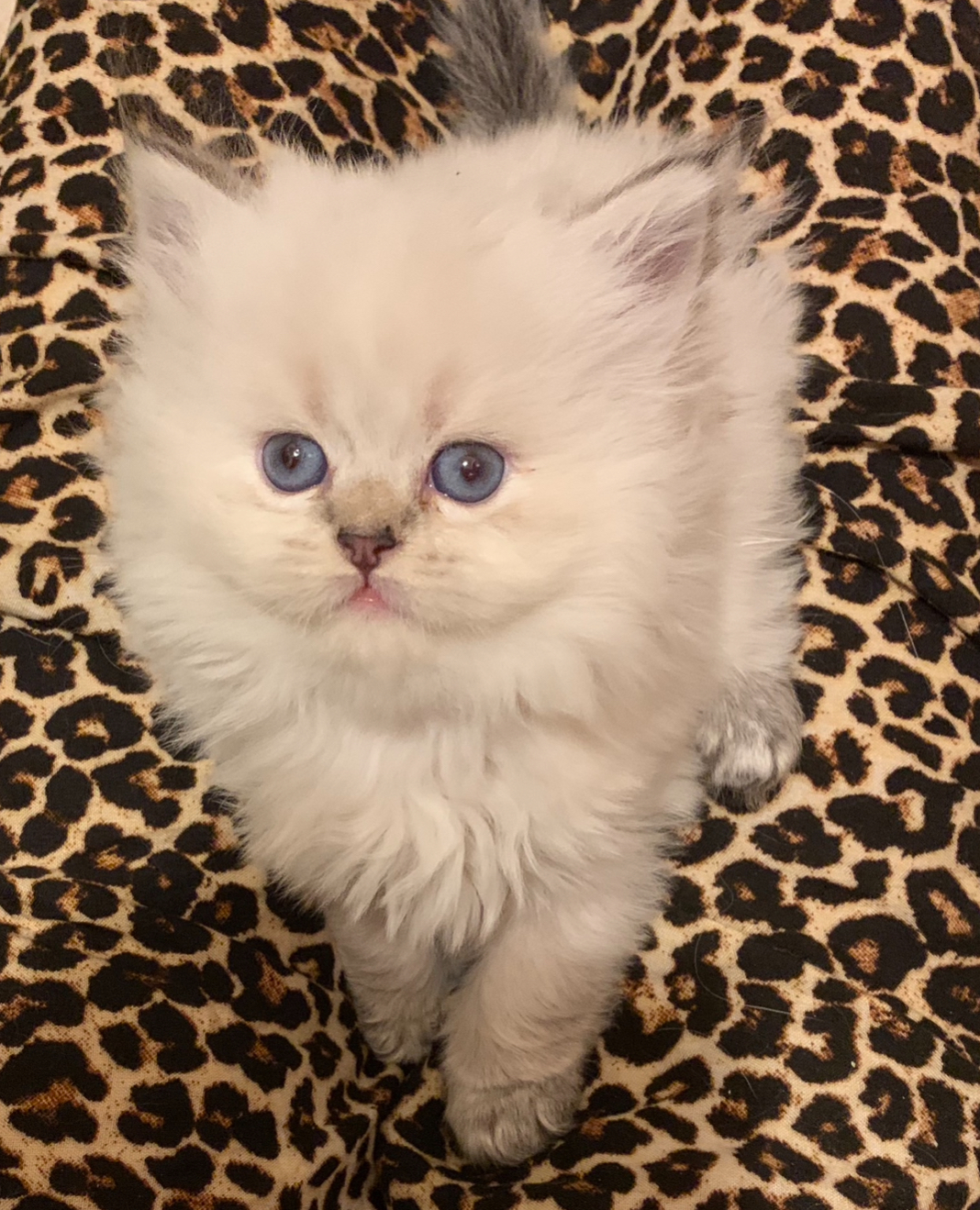 Cucciolo 4