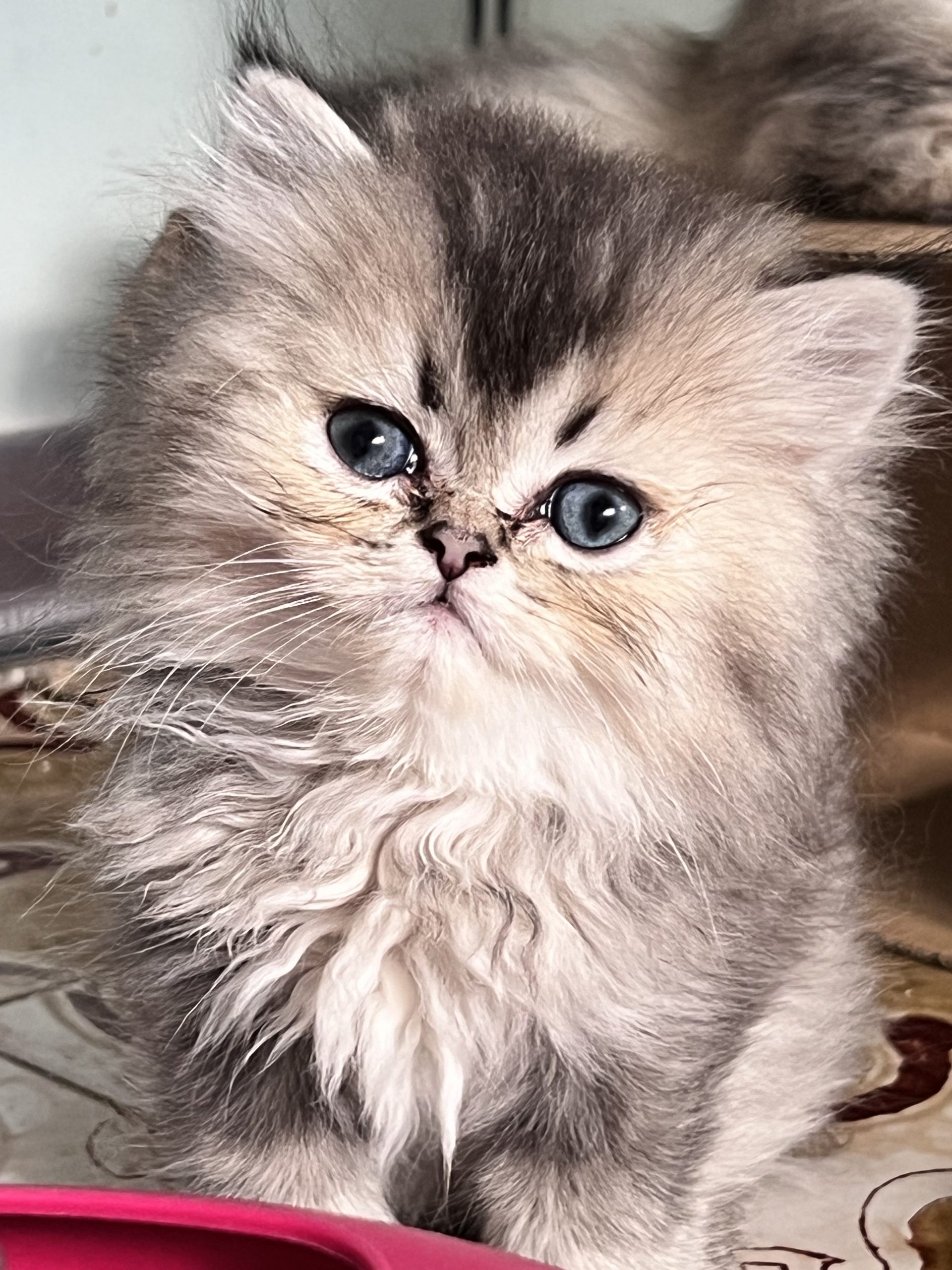Cucciolo 9