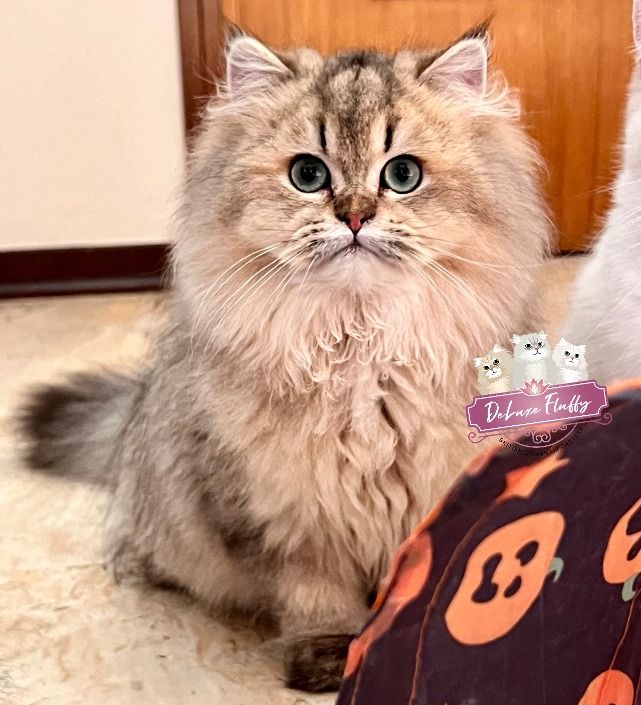 Cucciolo 5