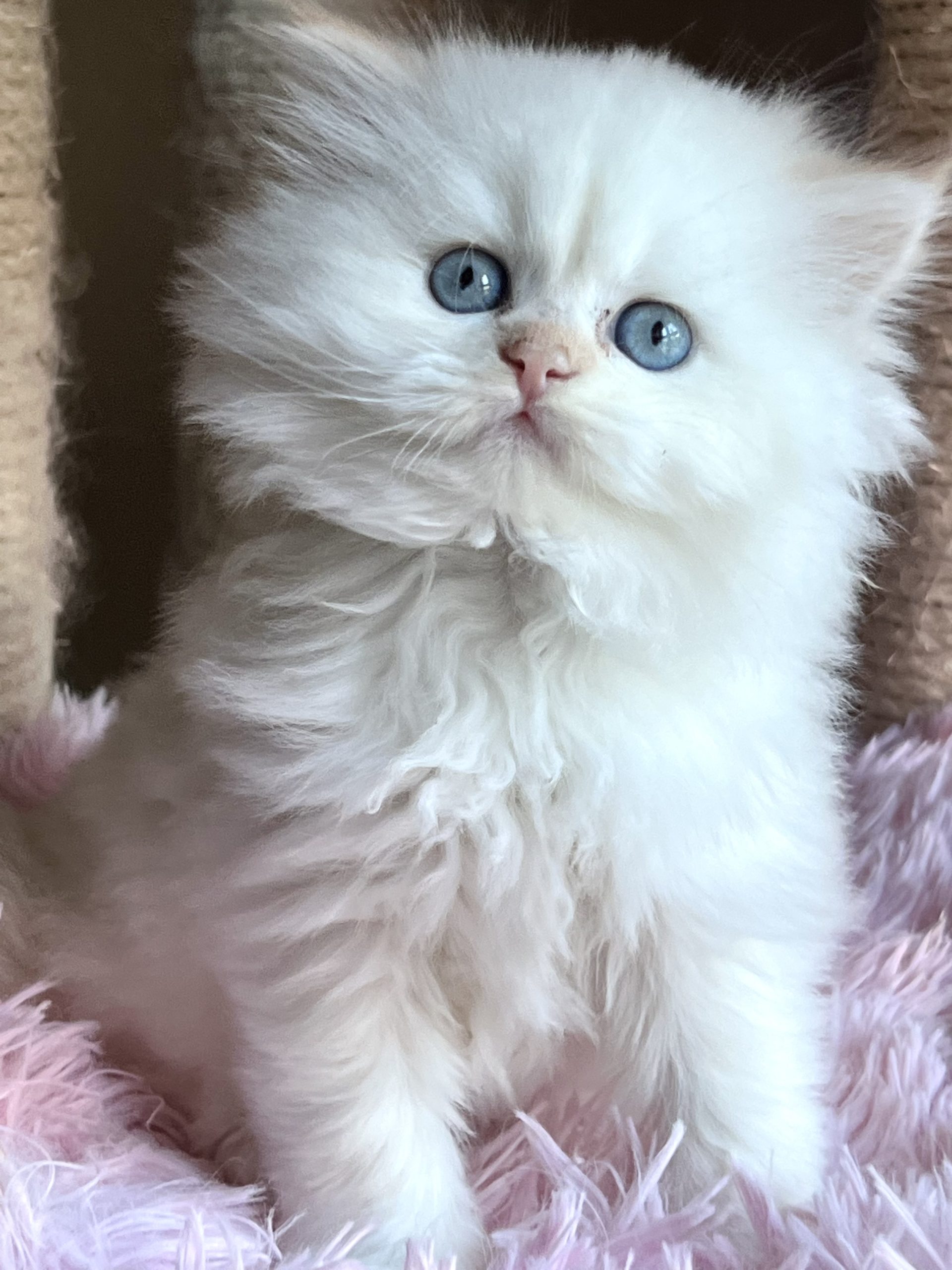 Cucciolo 7