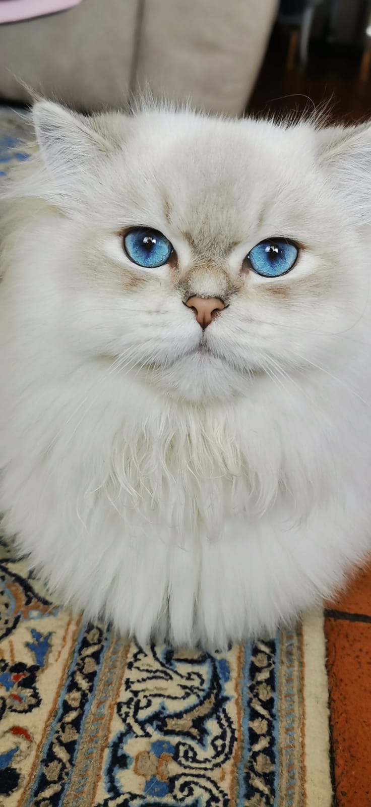 British Longhair - DeLuxe Fluffy