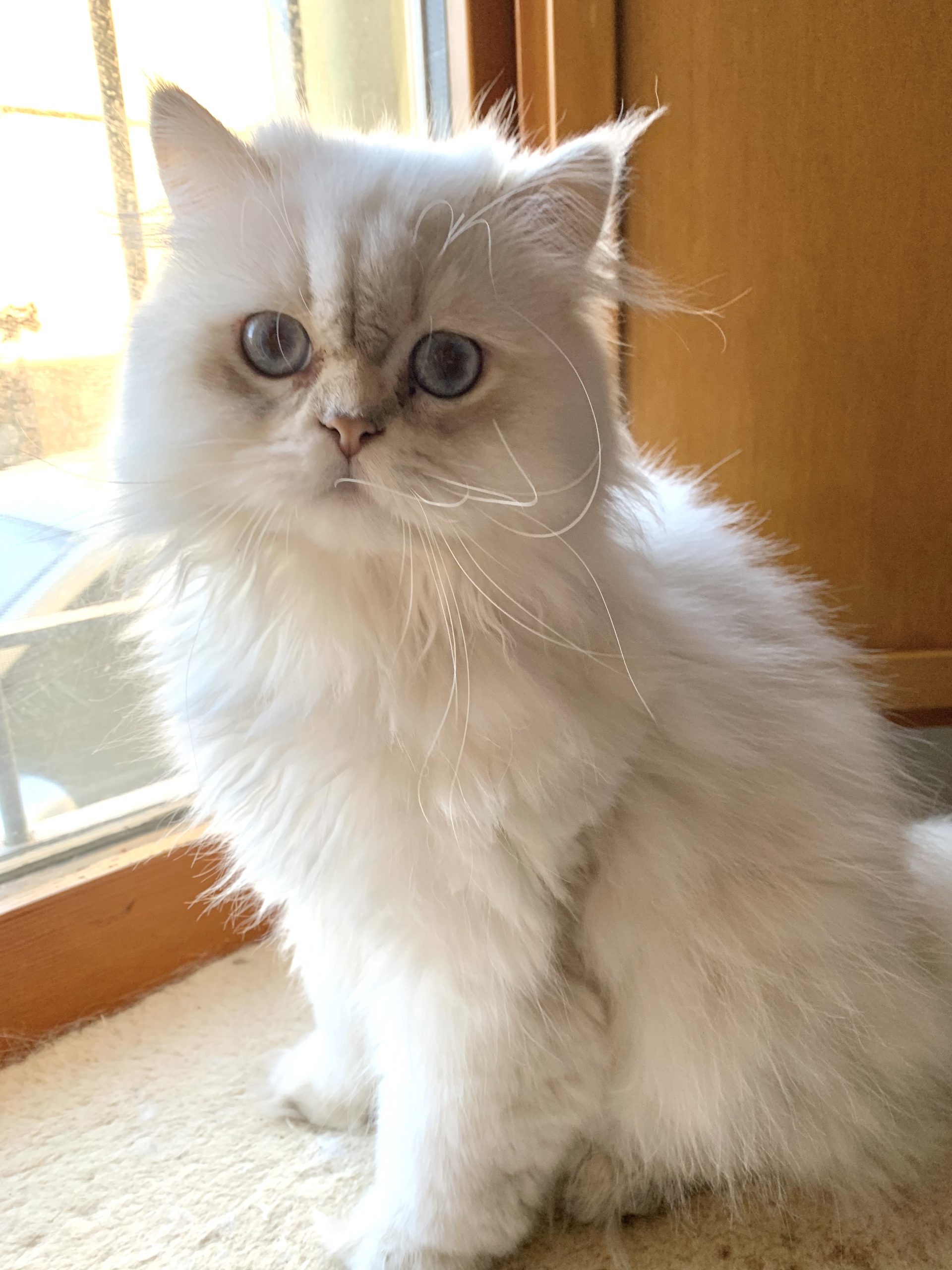 British Longhair adulto